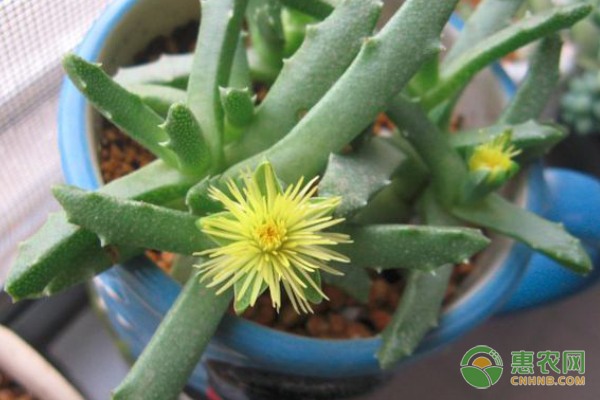 木耳菜价格南北差异悬殊 京城售价达9.6元/斤-绿源新宇生物有机肥官网