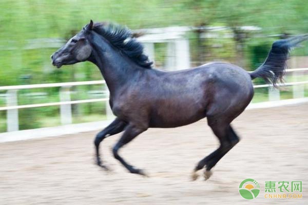 农产品市场价格周报：肉类稳中略涨，蔬菜价格略有下跌-绿源新宇生物有机肥官网