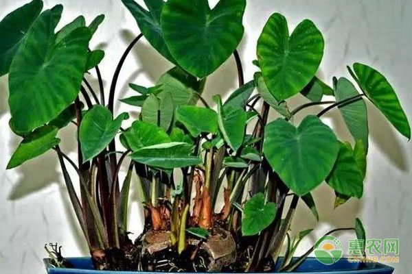 河蟹价格为何差异巨大？从一两元到上千元探秘-绿源新宇生物有机肥官网