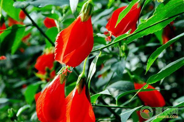 麻阳冰糖柑销售火热：上百收购商云集，销量已达三分之一-绿源新宇生物有机肥官网