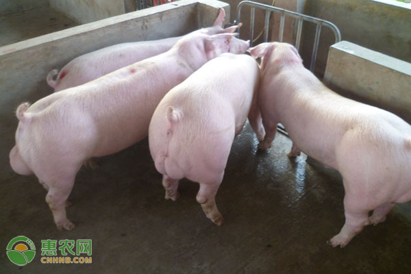 木耳菜怎么摘卖相好？学会这招嫩叶多价格高-绿源新宇生物有机肥官网