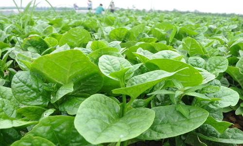 木耳菜怎么摘卖相好？学会这招嫩叶多价格高-绿源新宇生物有机肥