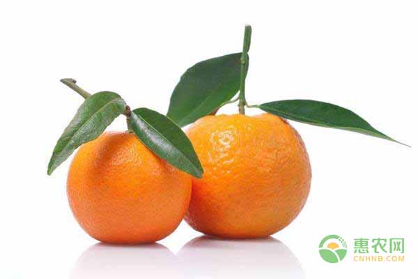 居家种植木耳菜全攻略，从播种到收获轻松搞定-绿源新宇生物有机肥官网