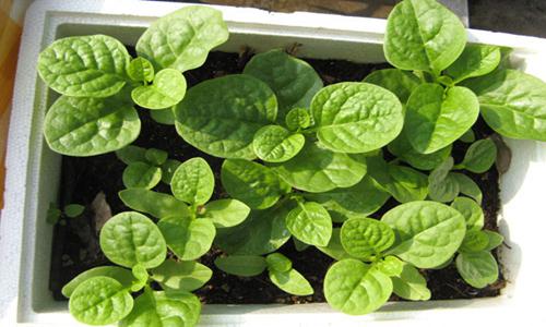 居家种植木耳菜全攻略，从播种到收获轻松搞定-绿源新宇生物有机