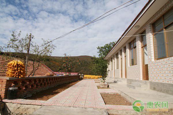 农机合作社线上线下结合，玉米收割机成市场热点-绿源新宇生物有机肥官网