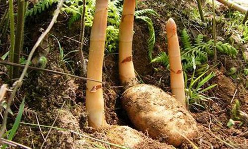 天麻人工有性繁殖技术:从菌材培育到采收加工全解析-绿源新宇生 天麻人工有性繁殖技术:从菌材培育到采收加工全解析-绿源新宇生