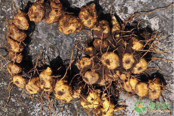 一村一品如何激活特色农业？从日本经验到中国实践-绿源新宇生物有机肥官网