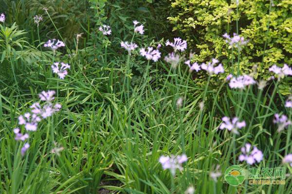 农资经营新模式:二元一体农药直销店铺如何运作-绿源新宇生物有机肥官网 农资经营新模式:二元一体农药直销店铺如何运作-绿源新宇生物有机肥官网