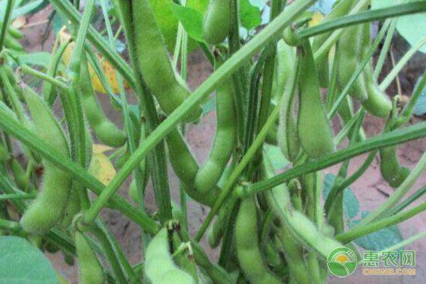 绿壳鸡蛋是什么鸡下的？揭秘高营养保健蛋的奥秘-绿源新宇生物有机肥官网