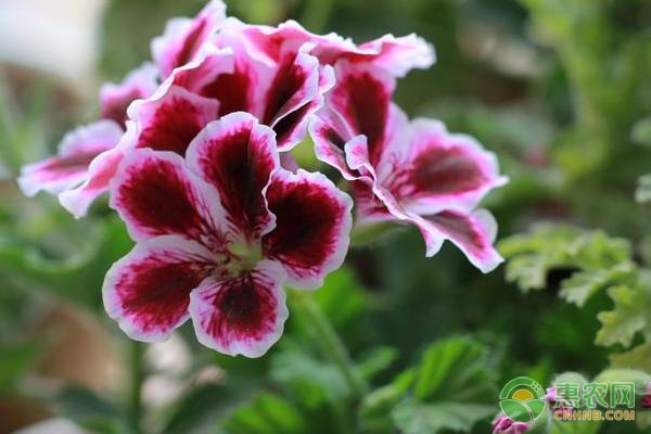 惠州甜玉米种植规模占广东1/3 专家建言精深加工助力产业化-绿源新宇生物有机肥官网