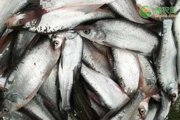 凌云白毫茶产业升级：标准化种植与多渠道销售促农增收-绿源新宇生物有机肥官网