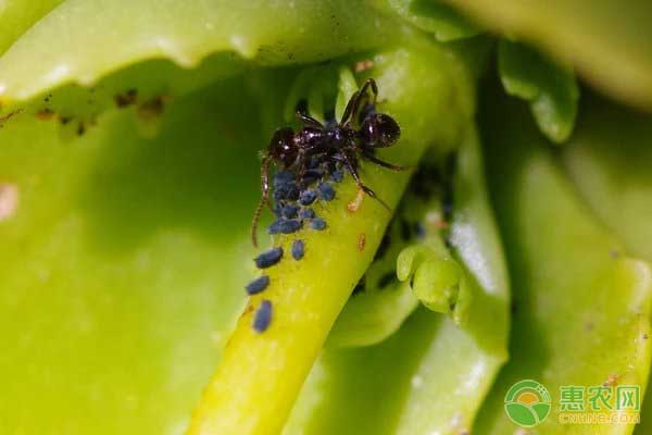 农产品质量安全纳入政府考核，监管责任落实到人-绿源新宇生物有机肥官网