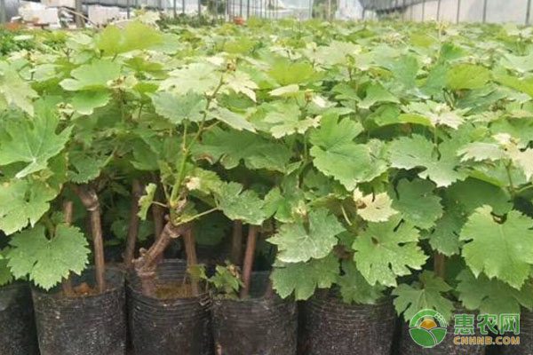 青海：千亩林地养鸡场“生鸡勃勃”