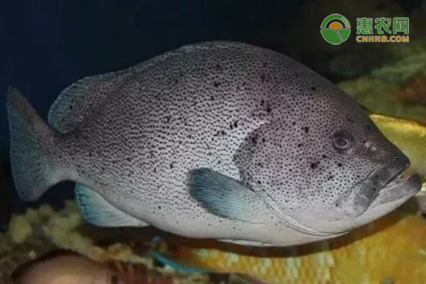 农业机械运作 提高粮食种植效率若干倍 农业机械运作 提高粮食种植效率若干倍