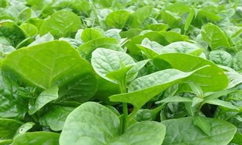 木耳菜价格远远低于其所带来的功效 木耳菜价格远远低于其所带来的功效