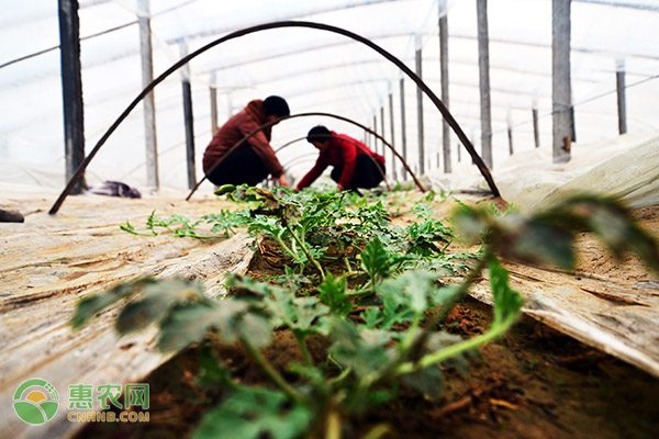 河蟹俏销市场 出口突破千万 河蟹俏销市场 出口突破千万