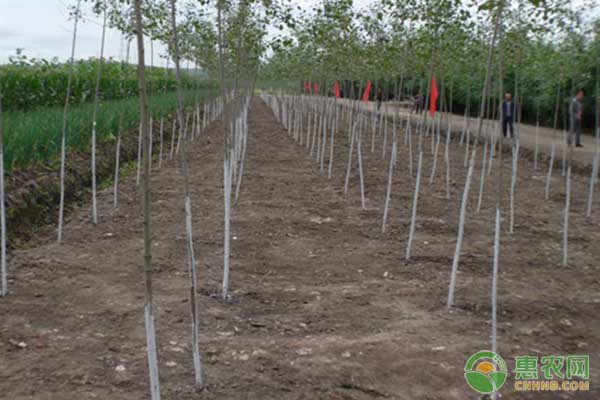 收购河蟹也可成为一道风景线