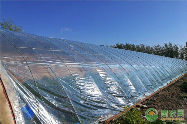 木耳菜新鲜上市 全国范围内价格适中