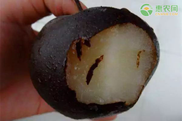 蔬菜比肉贵？阳台盆栽木耳菜，自给自足更安心-绿源新宇生物有机肥官网