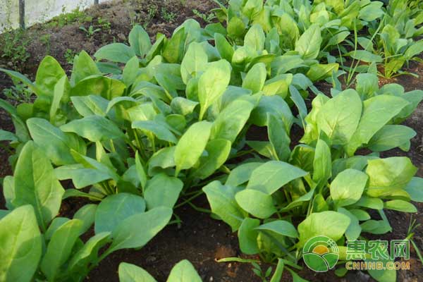 白毫茶收购新趋势：从产地奔波到网上交易平台-绿源新宇生物有机肥官网