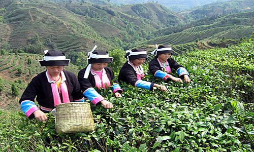 白毫茶收购新趋势：从产地奔波到网上交易平台-绿源新宇生物有机