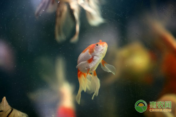 冰糖柑滞销怎么办？市场供需与实时行情是关键-绿源新宇生物有机肥官网