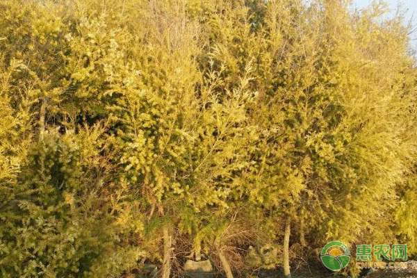 冰糖柑价格之谜：为何大个总比小个贵？-绿源新宇生物有机肥官网