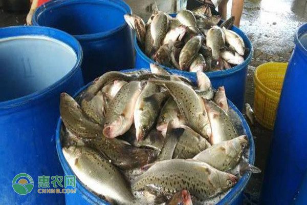 白毫茶为何让爱茶人痴迷？探秘桂西茶香魅力-绿源新宇生物有机肥官网