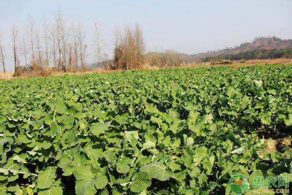 割晒机普及遇冷，价格与体积成关键制约因素-绿源新宇生物有机肥官网