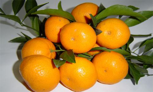 椪柑价格行情看涨，早收购早回本才是生意之道-绿源新宇生物有机