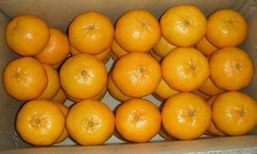 椪柑收获季节来临 果农忙采摘盼春节涨价-绿源新宇生物有机肥官