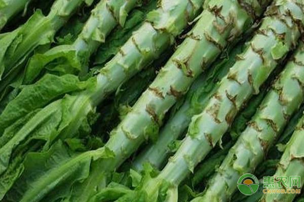 冰糖柑收购商激增背后的网络销售机遇-绿源新宇生物有机肥官网