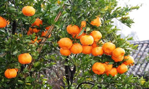 冰糖柑供过于求滞销严重 果农如何摆脱低价困扰-绿源新宇生物有