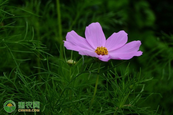 四川青神椪柑品质优良价格攀升 商家把握时机早收购-绿源新宇生物有机肥官网