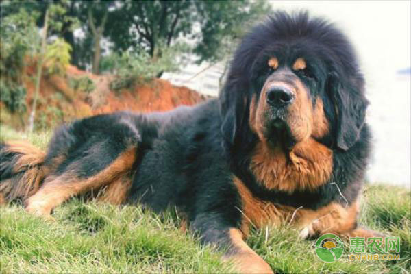 冰糖柑种植户如何突破销售渠道瓶颈实现增收-绿源新宇生物有机肥官网