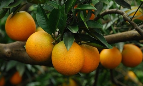 冰糖柑种植户如何突破销售渠道瓶颈实现增收-绿源新宇生物有机肥