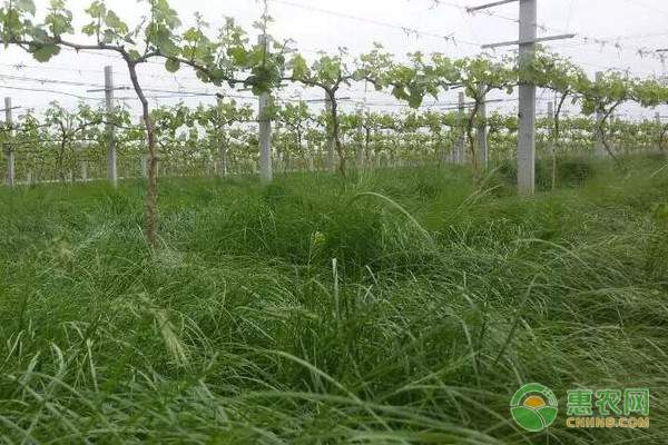 椪柑种植助力农民增收，黄澄澄果实满枝头丰收景象-绿源新宇生物有机肥官网