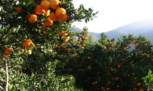 椪柑种植助力农民增收，黄澄澄果实满枝头丰收景象-绿源新宇生物