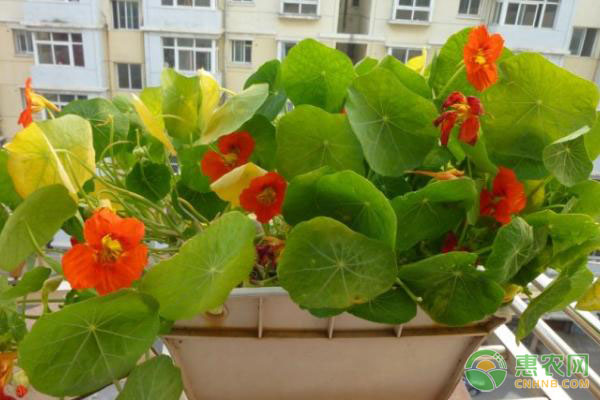 木耳菜市场价格波动原因分析及销售渠道拓展策略-绿源新宇生物有机肥官网