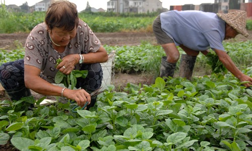 木耳菜市场价格波动原因分析及销售渠道拓展策略-绿源新宇生物有