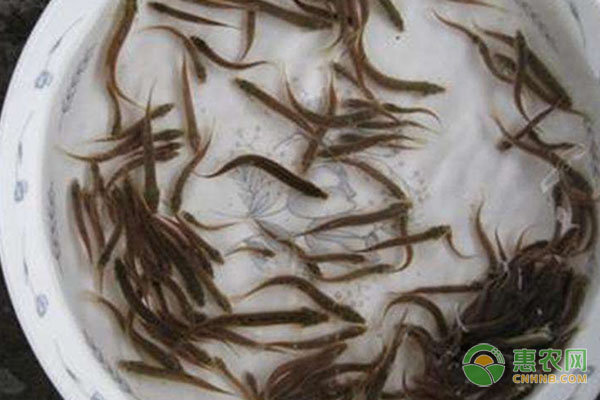 木耳菜种植致富经验分享 营养价值高受市场欢迎-绿源新宇生物有机肥官网