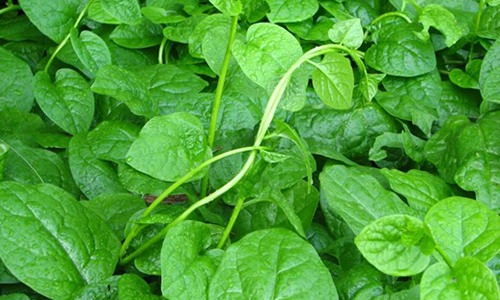 木耳菜种植致富经验分享 营养价值高受市场欢迎-绿源新宇生物有