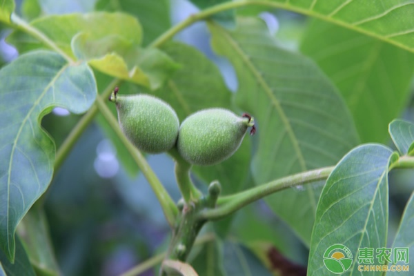 高原畜牧示范园培育出首例“试管羊”
