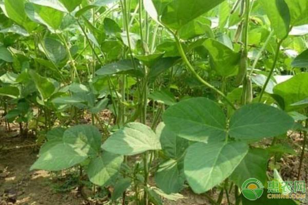 中国惠农网呼吁：使用疫苗需谨慎