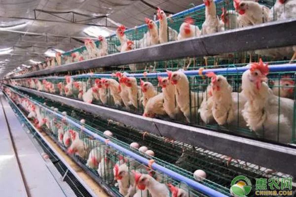 中国农产品交易网解决收购冰糖柑的问题