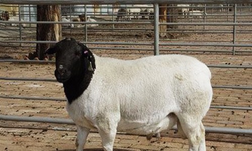 高原畜牧示范园培育出首例“试管羊”