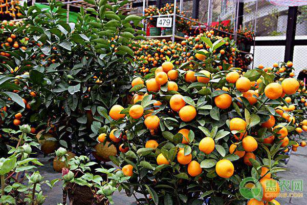 低木耳菜价格 高营养价值