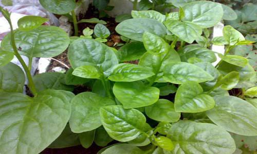 低木耳菜价格 高营养价值