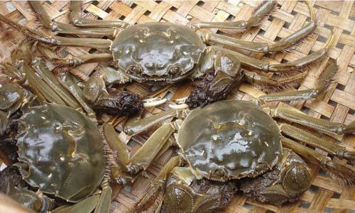 网上批发收购河蟹已形成普遍 生鲜批发电商化...