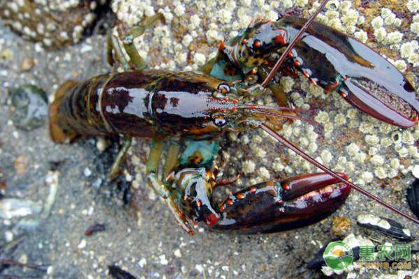 网上批发收购河蟹已形成普遍 生鲜批发电商化... 网上批发收购河蟹已形成普遍 生鲜批发电商化...